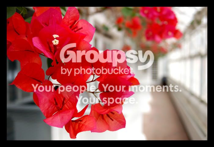 redflower.jpg