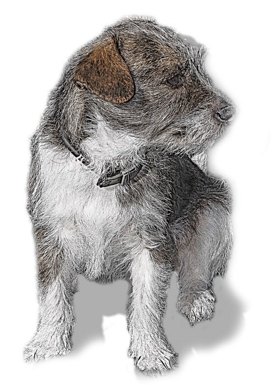 RatCatcher-2.jpg