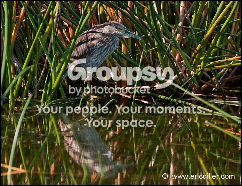 PIC_8656copy.jpg