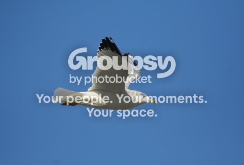 seagull1.jpg
