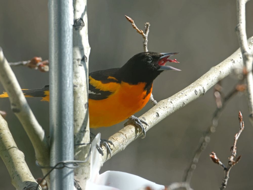 Oriolefive_zpsf50939f9.jpg