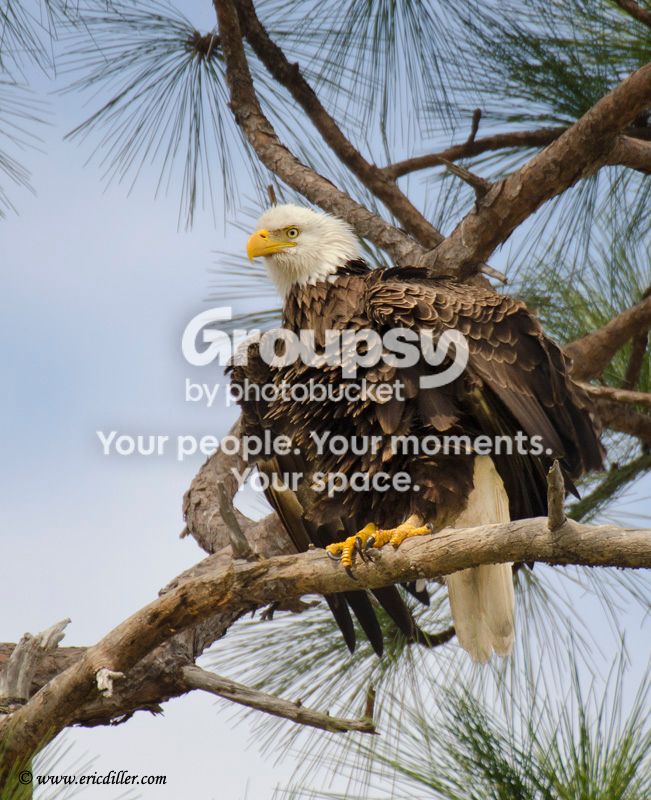 ECD_7451copy.jpg