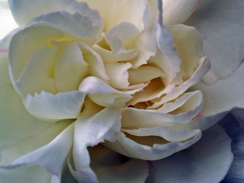 Cream%20carnation.0.jpg