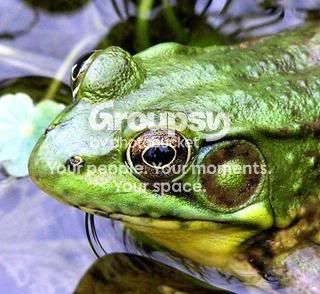 frog.jpg