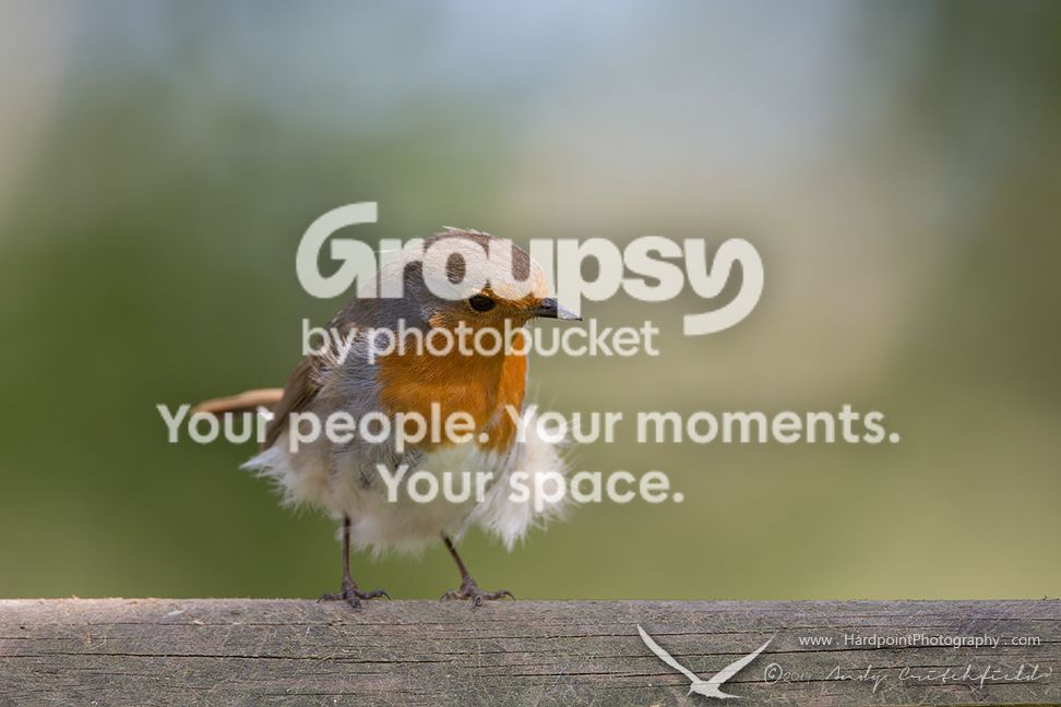 _HPP8489_zps55b5a2fa.jpg