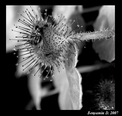 rotundifoliaprey.jpg