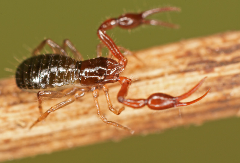 pseudoscorpion_07.jpg