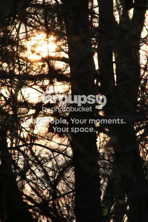 treesunsetLarge.jpg