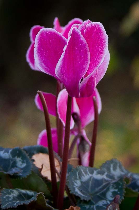 Cyclamen-1.jpg