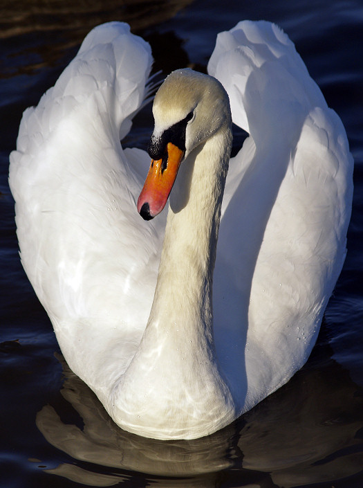 Fleetwood%2C%20Mute%20Swan.jpg