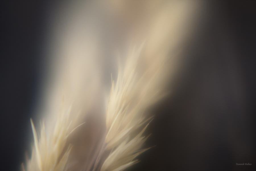up_close_iii_by_delosphotos-d46xp7g.jpg