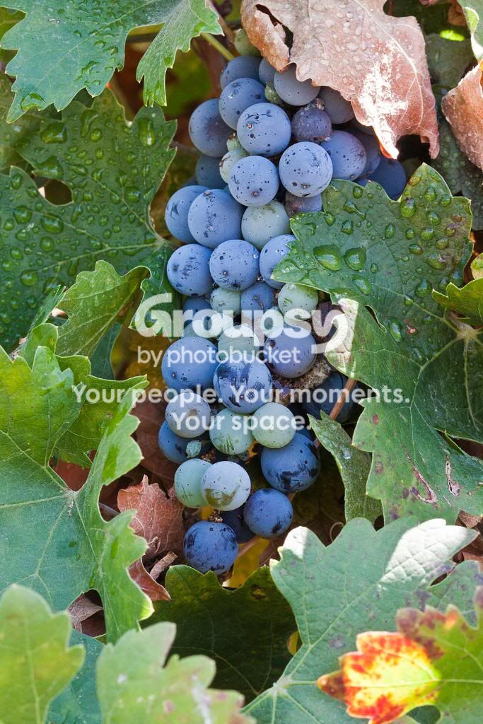 Grapesandleaveswithdew-1.jpg