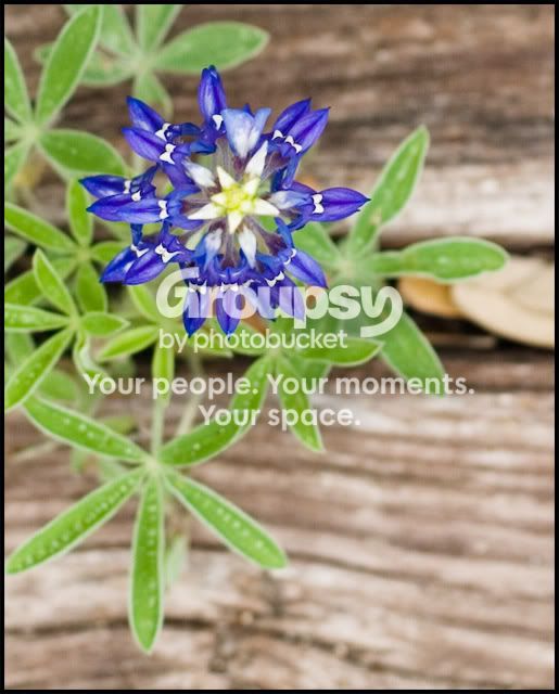 bluebonnet_2928.jpg