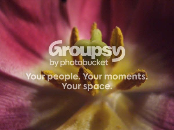 flower.jpg