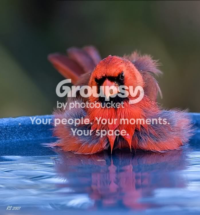 cardinal-bathing.jpg