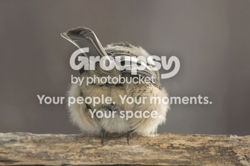 Chickadeebum_zps4cce3a78.jpg
