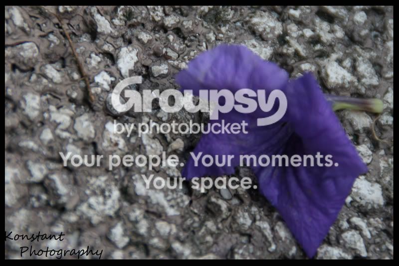 purple1copy.jpg