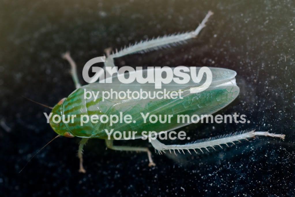 bug-24.jpg