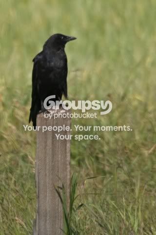 Crow1.jpg