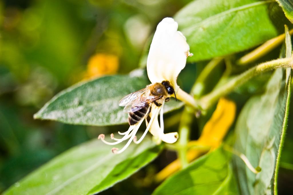 flowerbeebest.jpg
