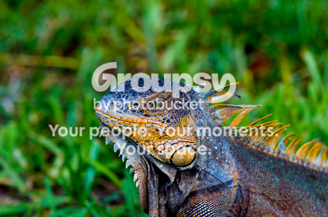 iguana.png