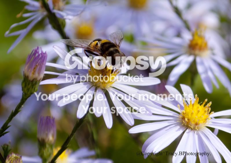 bee-1.jpg