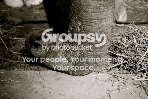 trunk.jpg