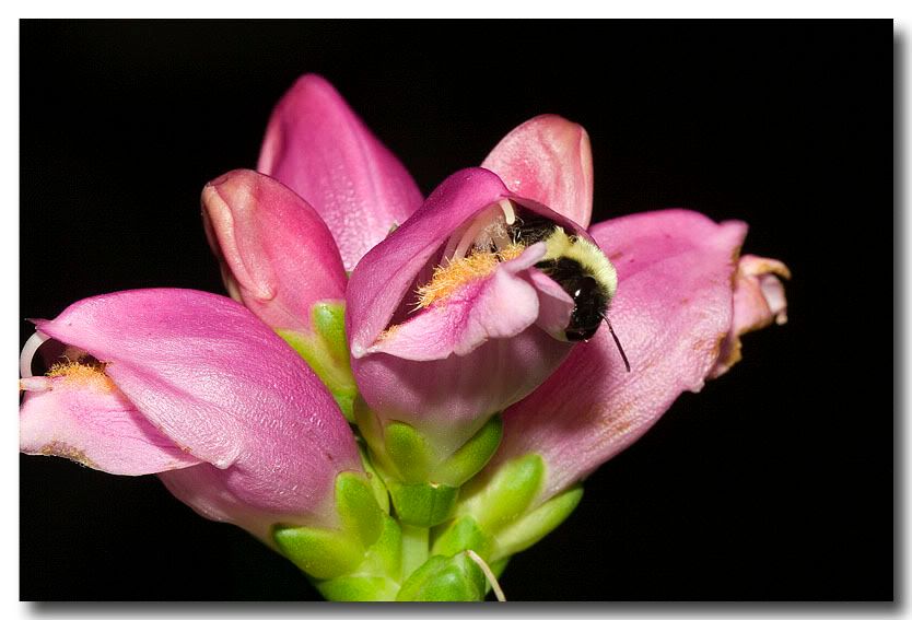 BeeinFlower.jpg