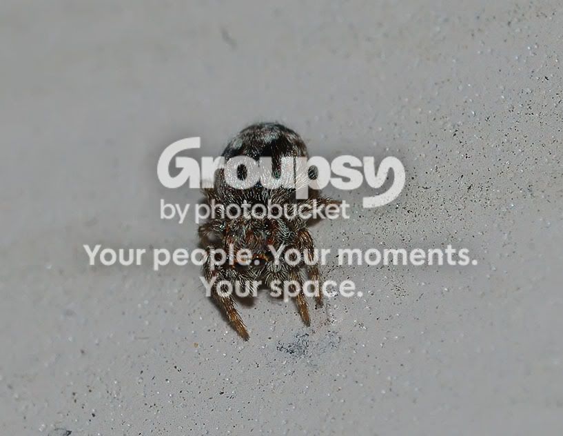 JumpingSpider.jpg