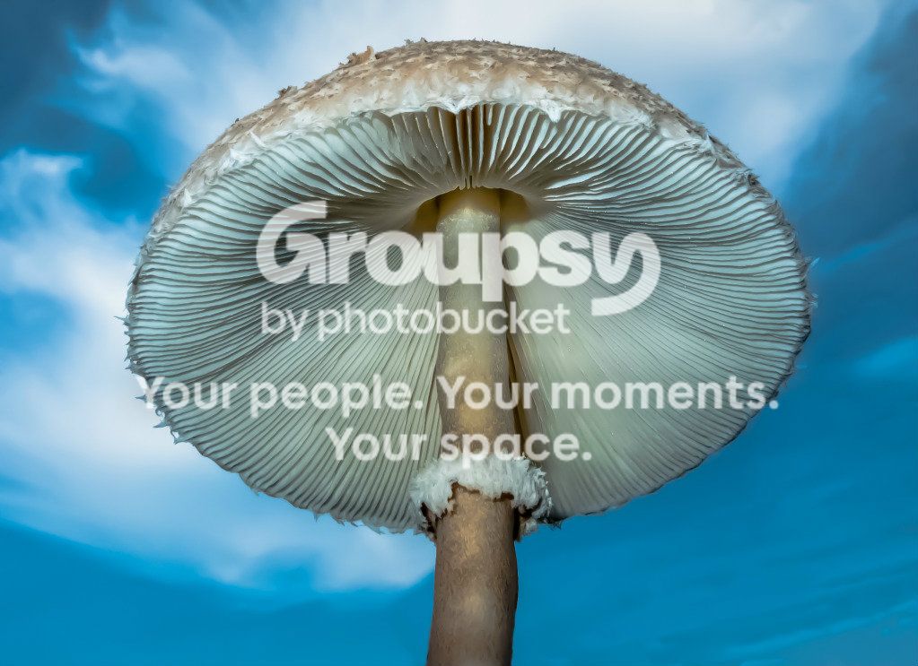 MushroominBlueSky091512-1.jpg