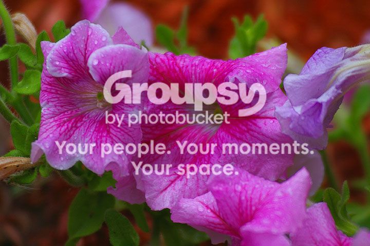 flowerdrops.jpg