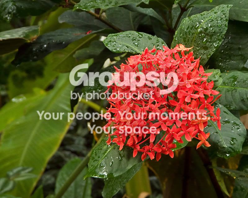 redflower.jpg