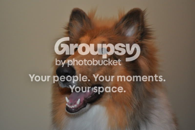 posingcollie008.jpg