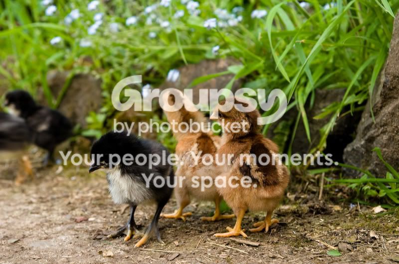 0806babychicks001.jpg