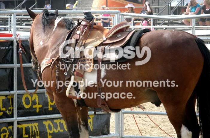 besthorseweb.jpg