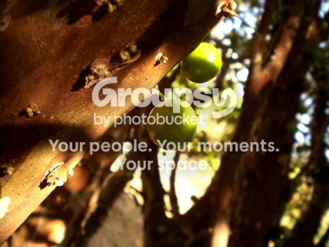 CIMG3557copy.jpg