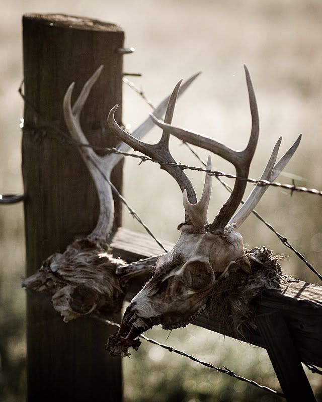 deaddeer0018x10-web.jpg