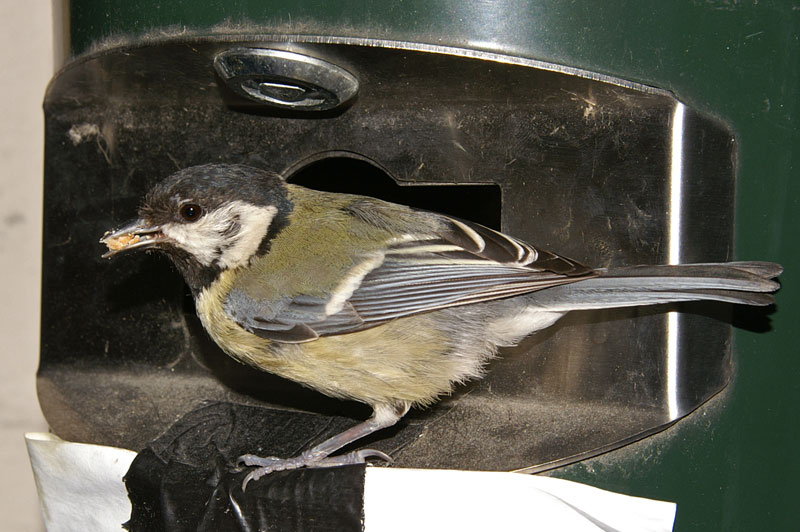 great_tit_03.jpg