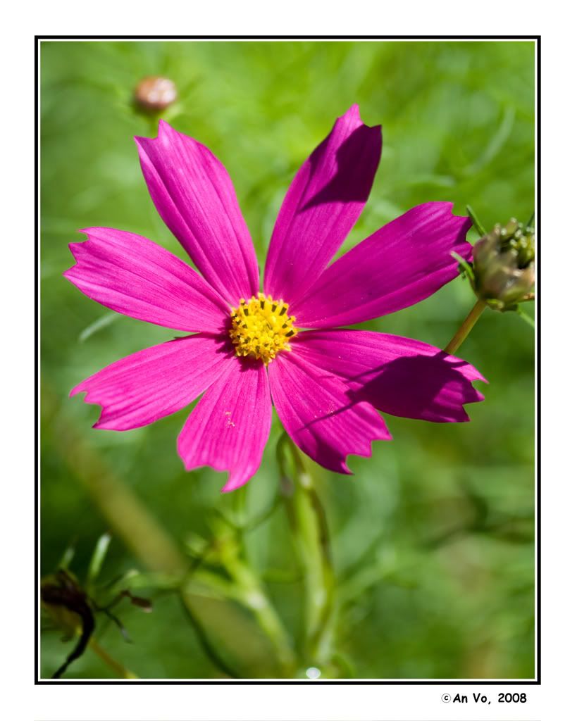 flora6.jpg