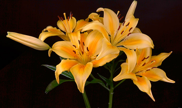 lily6598x5.jpg