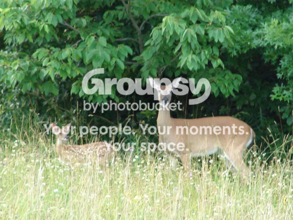 doesandfawns020.jpg