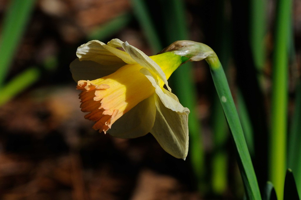 DSC_00104-XL.jpg