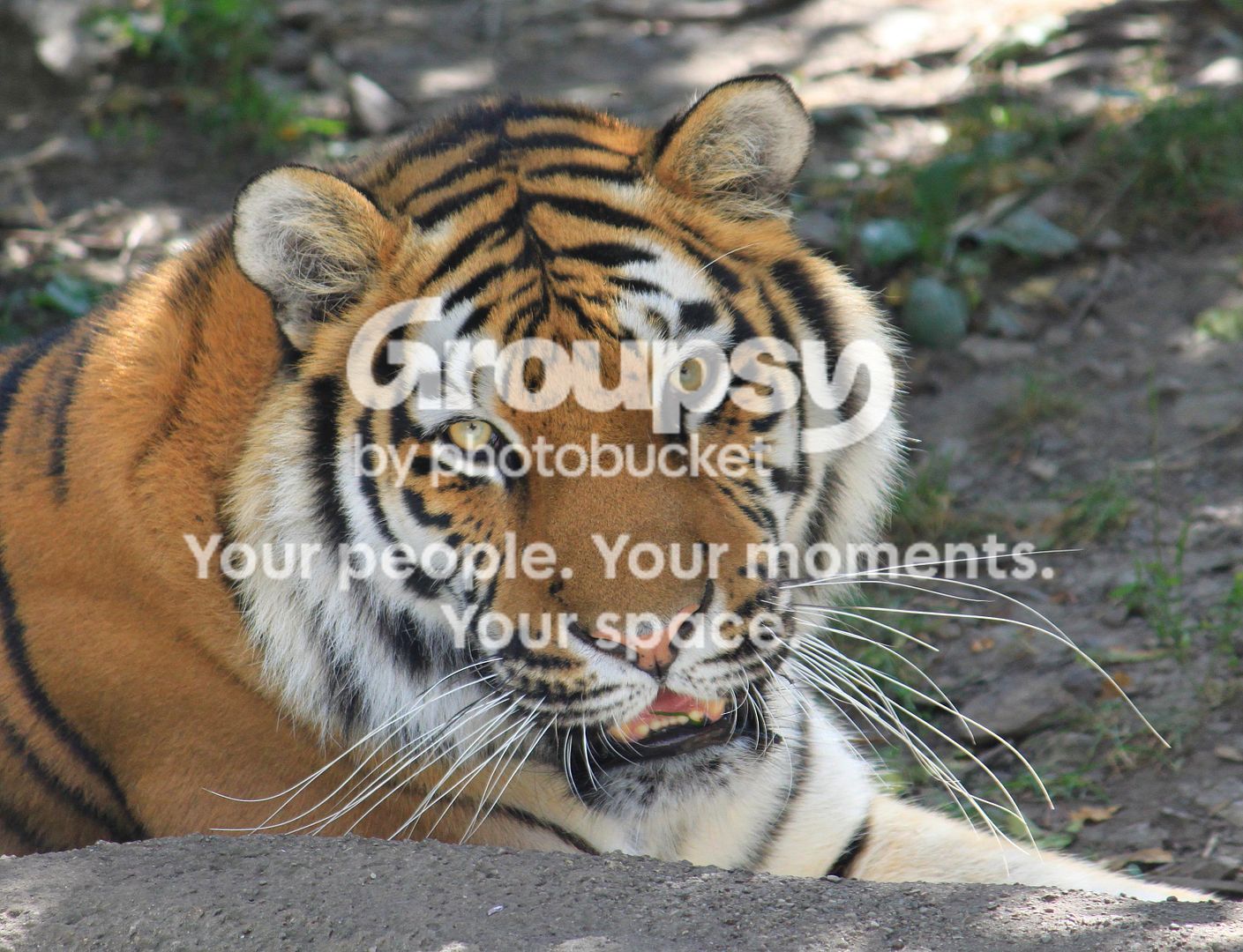 Tiger2.jpg