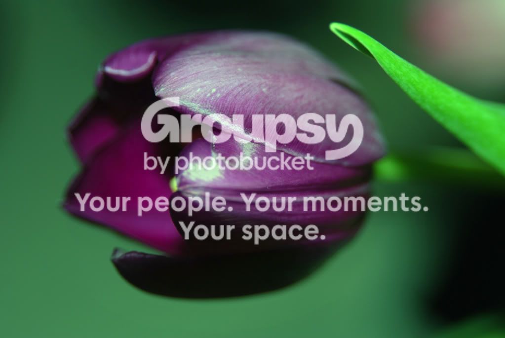 Purple.jpg