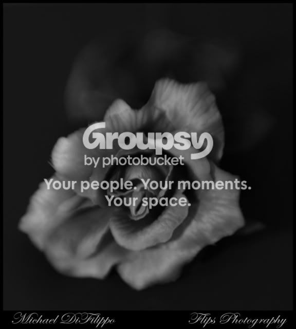 antiquerose2.jpg
