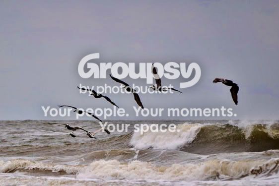 birdsbeach.jpg