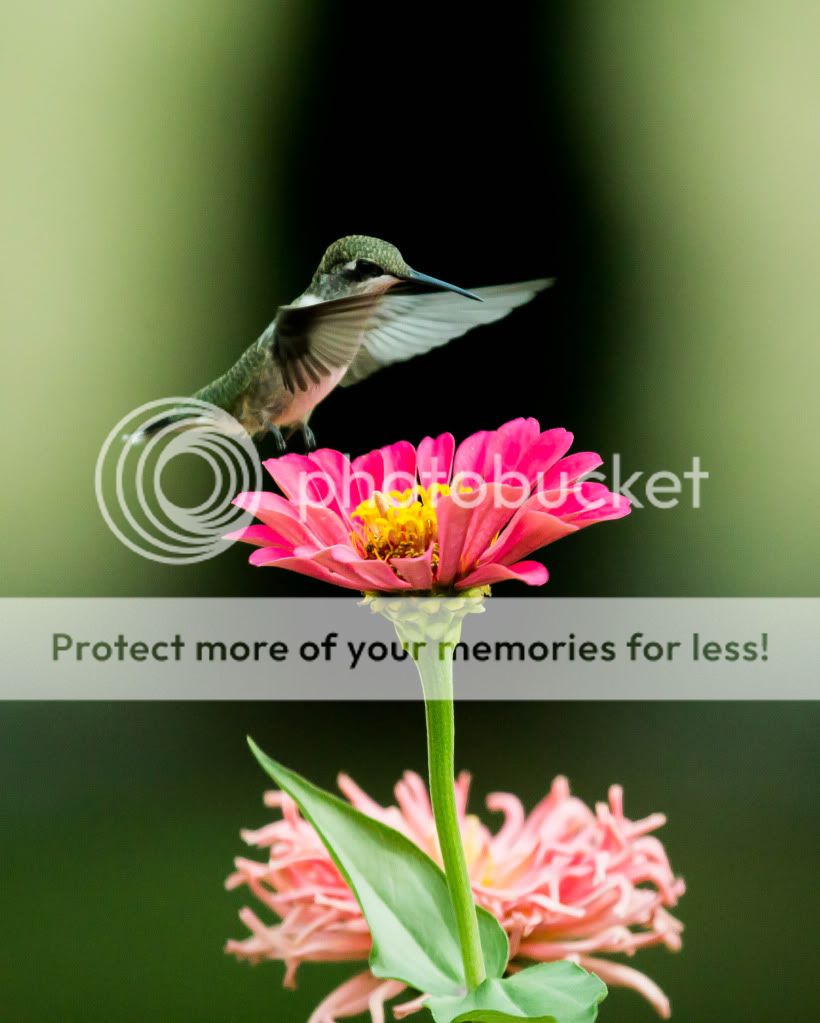 Hummingbird2.jpg