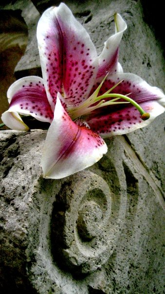Contrast_by_Lindera.jpg