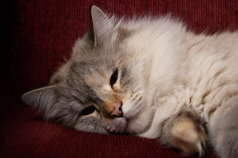 DSC_1007.jpg