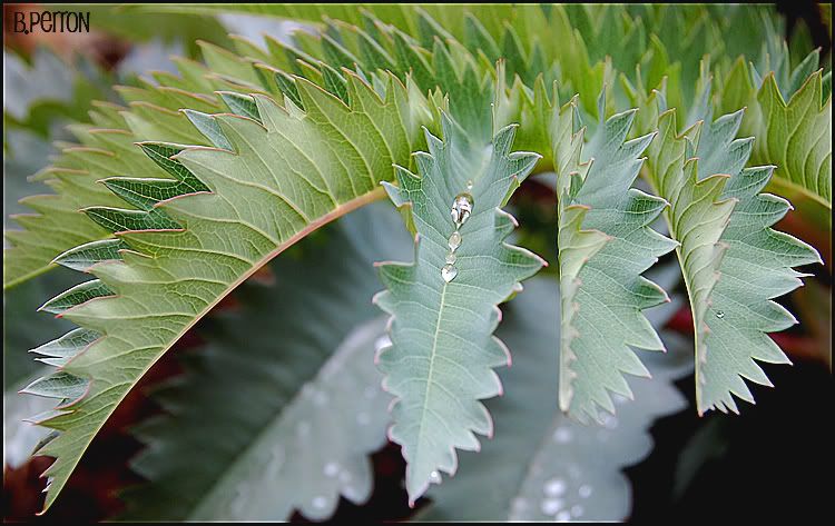 leafwithwatercopy3.jpg